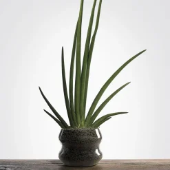 Blueside Perugia Cachepot Peacock in vetro> Cachepot E Portavasi