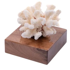 Marricreo Corallo Pocillopora Meandrina su base di noce> Statuine