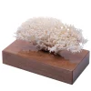 Marricreo Corallo Seriatopora Istrix su base di noce> Statuine