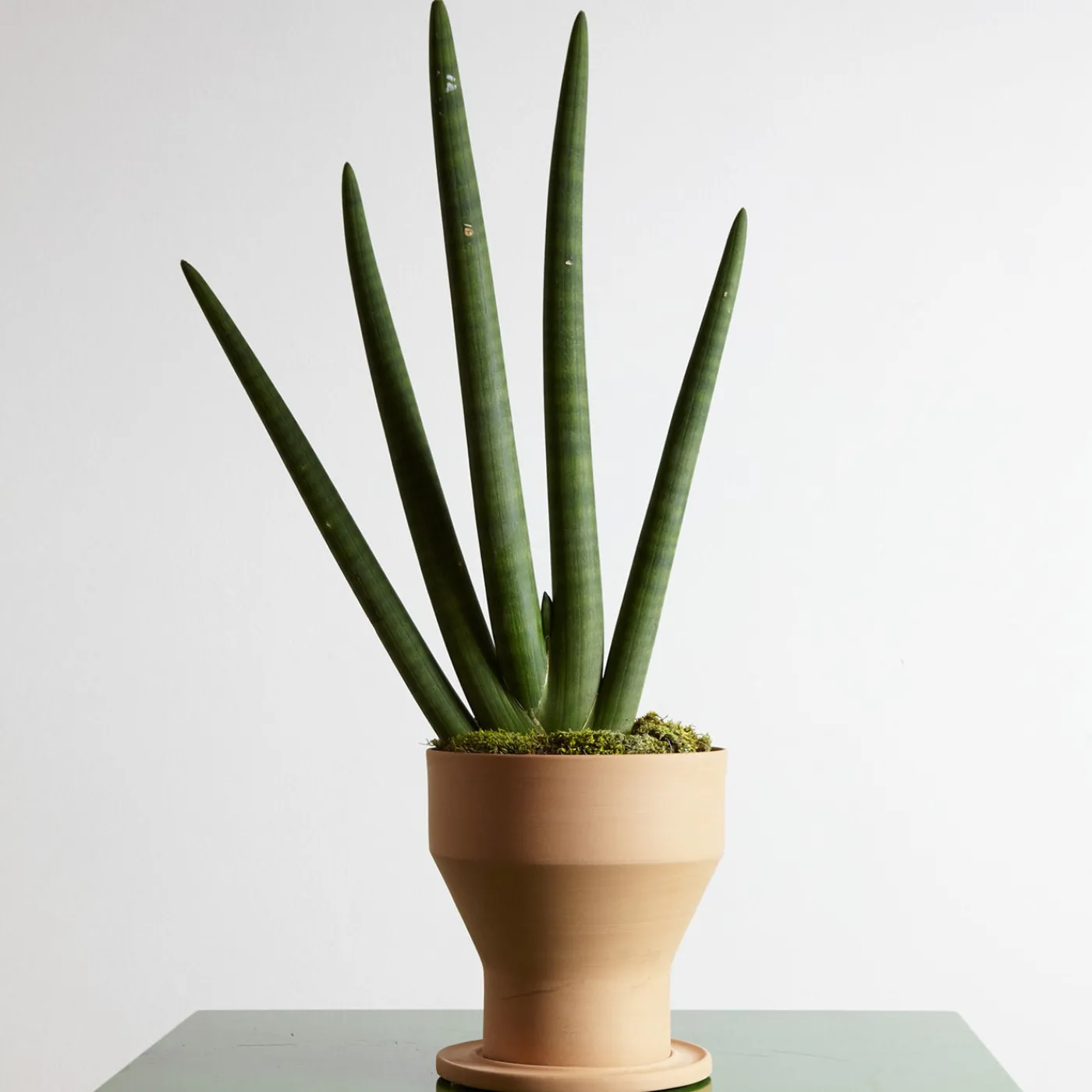 Internoitaliano Erba Set di vasi e sottovasi per piante in terracotta> Cachepot E Portavasi