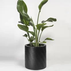 Splot Design Hedera Black Abatellis Cachepot> Cachepot E Portavasi
