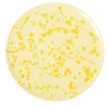 Carola fra i Trulli Piatto decorativo in ceramica giallo e crema> Piatti Decorativi