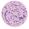 Carola fra i Trulli Piatto decorativo in ceramica lilla e viola> Piatti Decorativi