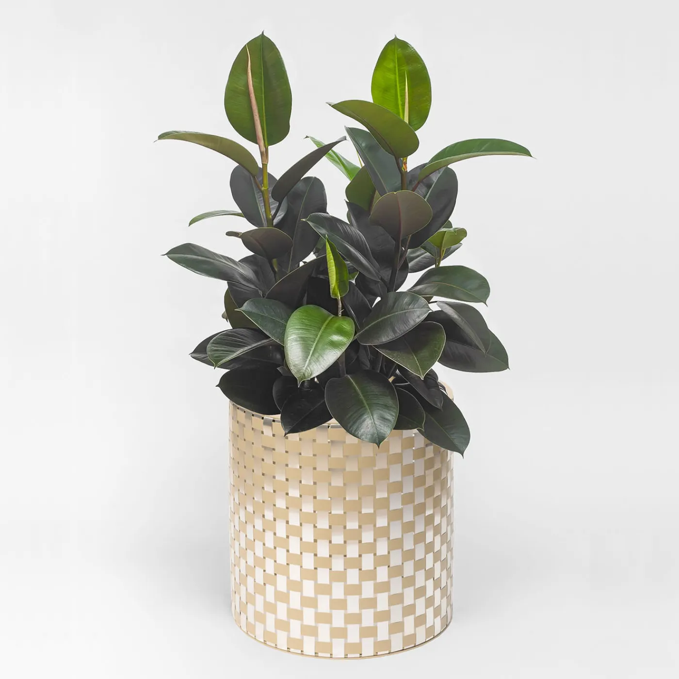 Splot Design Splot4flowers Cachepot ottico oro> Cachepot E Portavasi