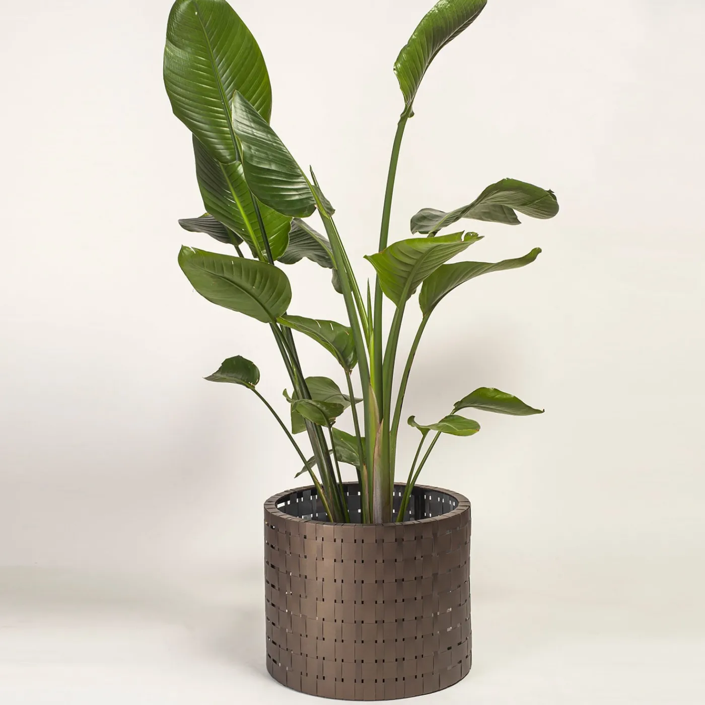 Splot Design Vitis Brown Medici Cachepot> Cachepot E Portavasi